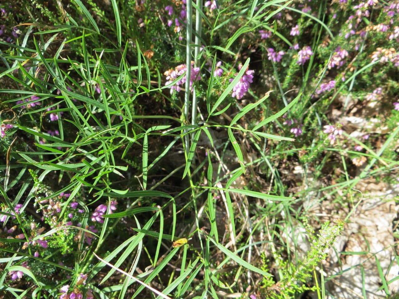 Peucedano gallico 9