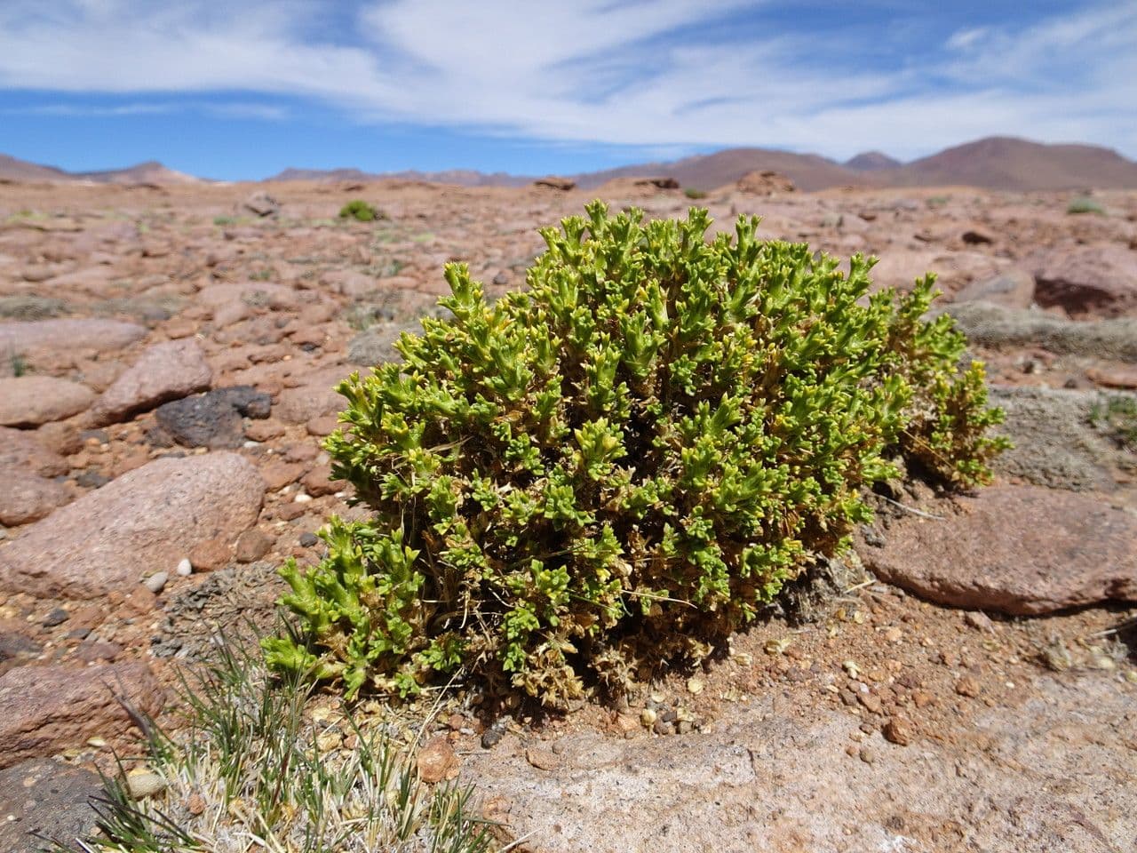 Xenophyllum pseudodigitato 2
