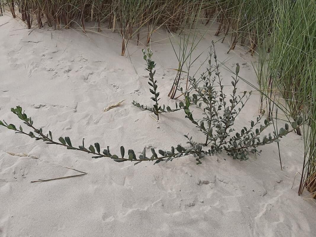 Strandknöterich 11