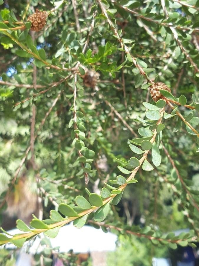 Melaleuca 18