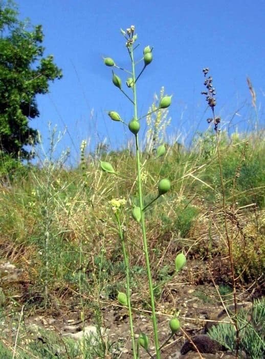 Miagro a frutti piccoli 11