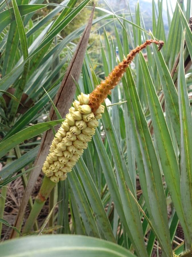 Allagoptera 5