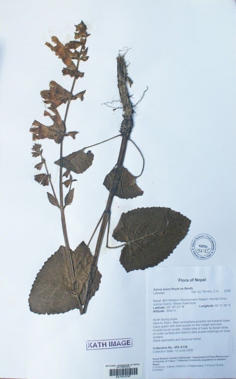 Salvia 19