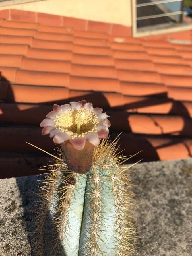 Pilosocereus pachycladus 6