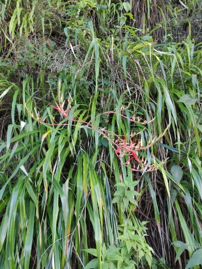 Pitcairnia 2