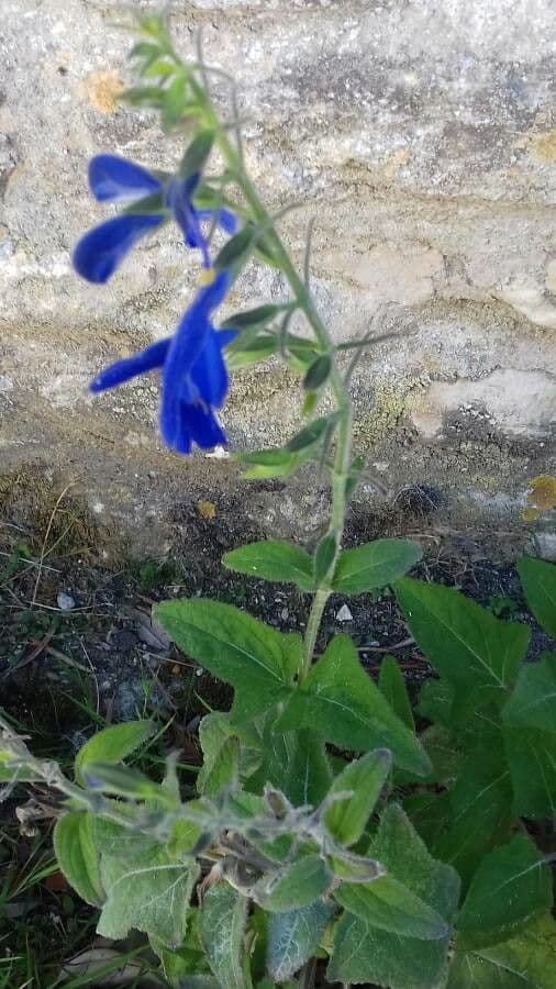 Salvia patens 9