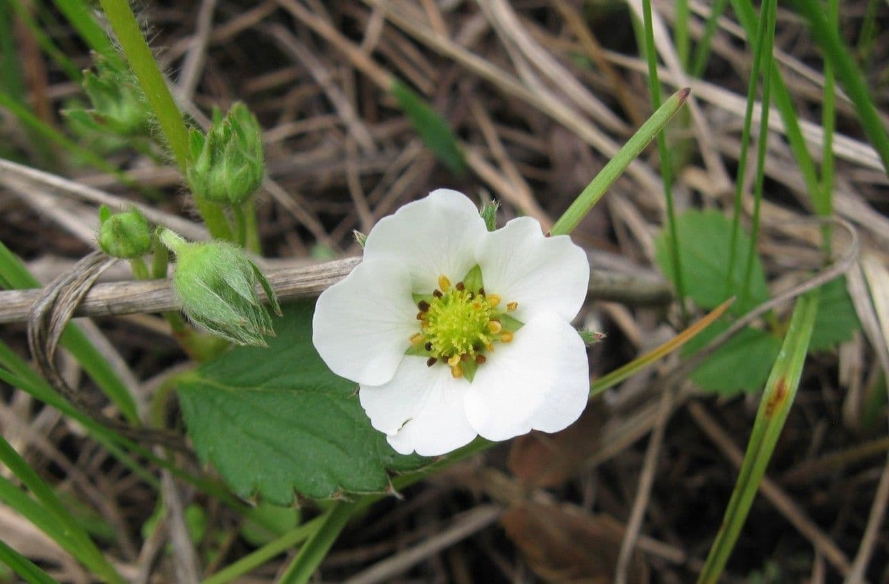 Virginische walderdbeere 4