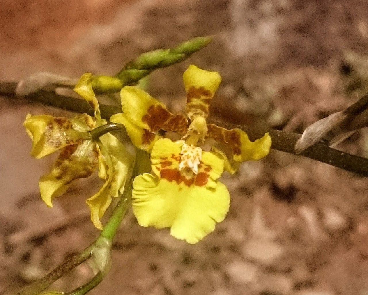 Oncidium 5