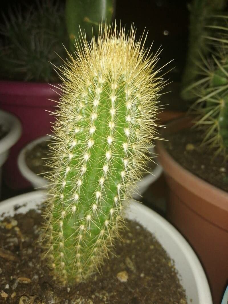 Pilosocereus 4