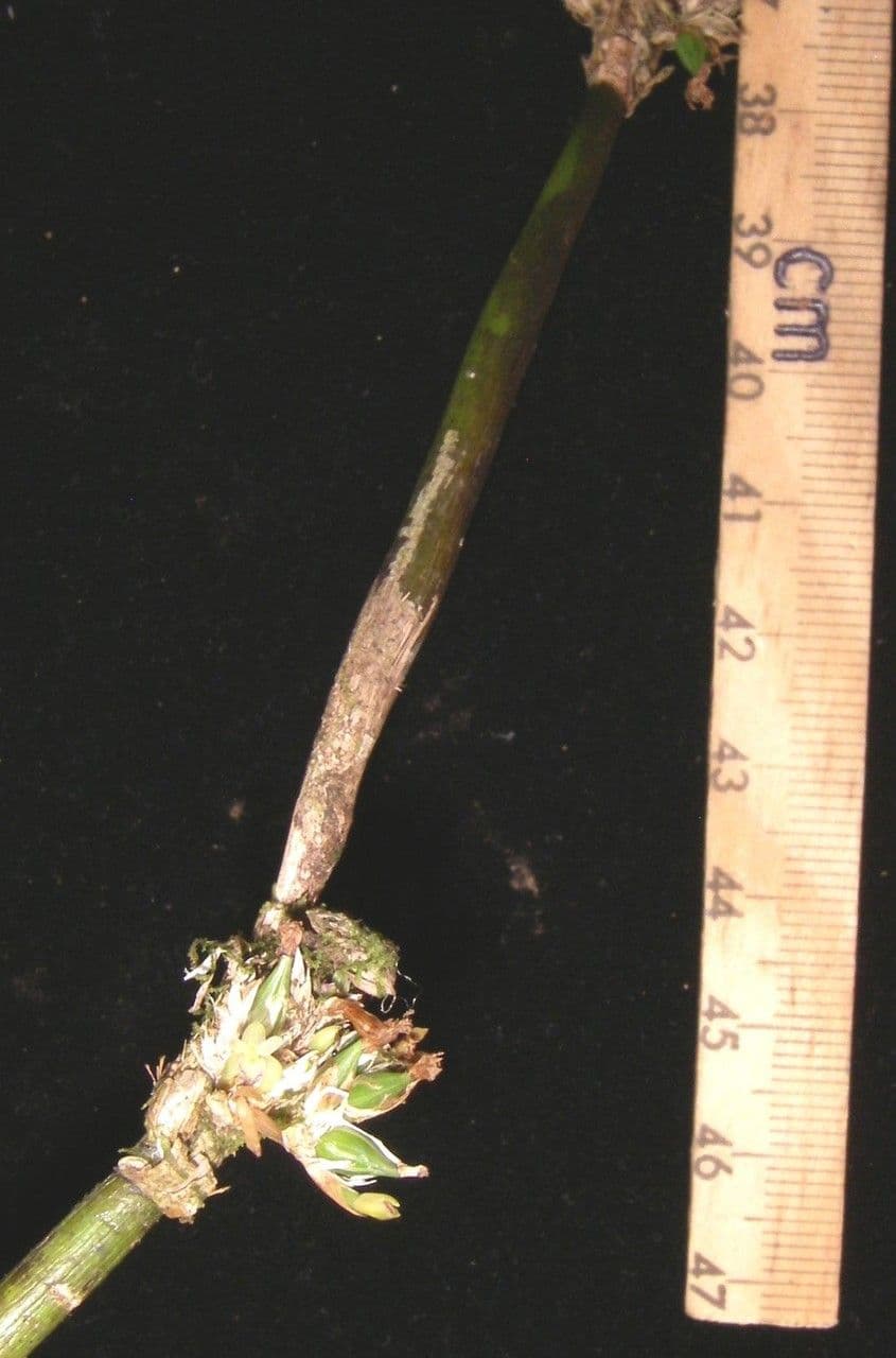 Scaphyglottis 14