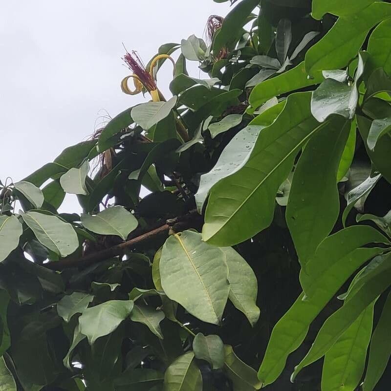 Pachira glabra 19