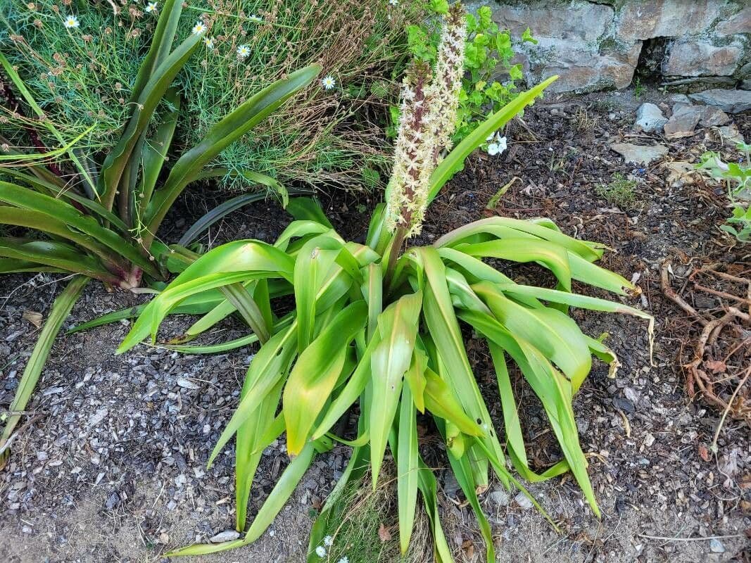Eucomis 9