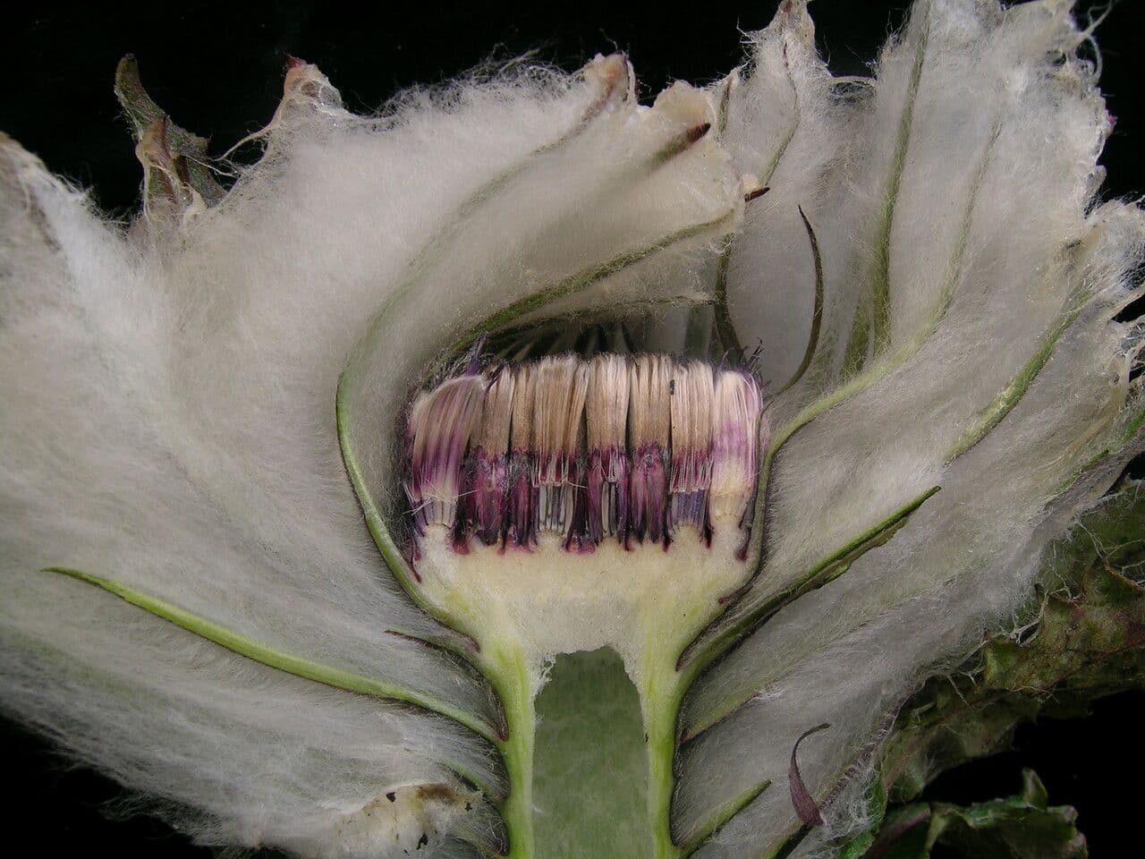 Saussurea 3
