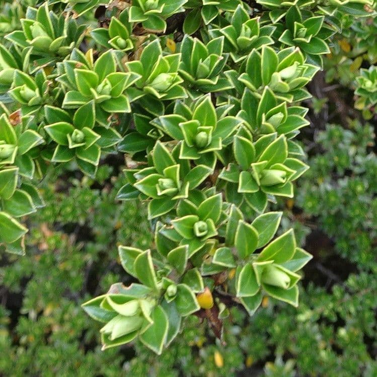 Escallonia 14