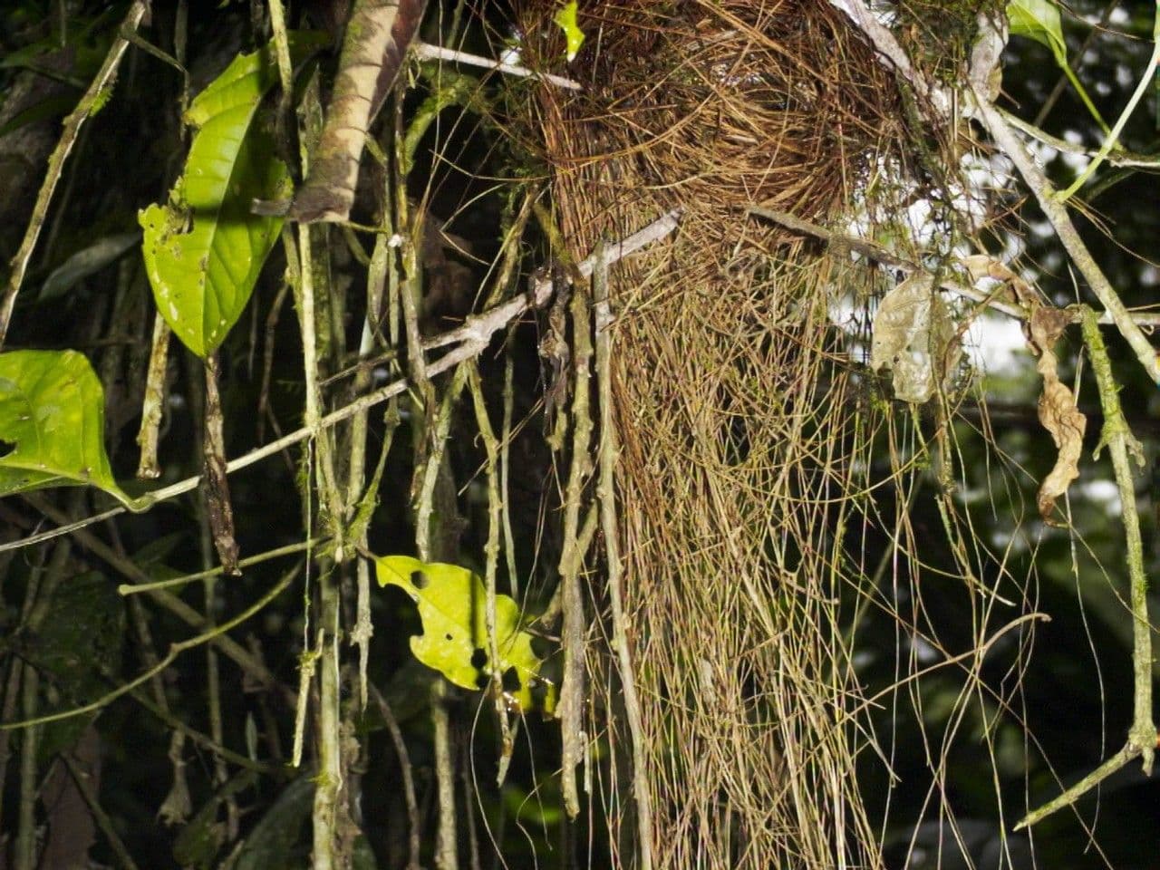 Myriocarpa longipes