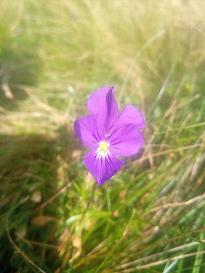 Viola gialla 18