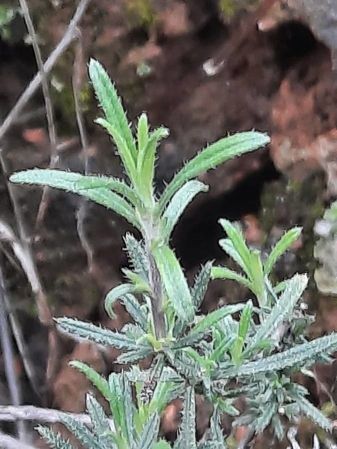 Erba perla arbustiva 19