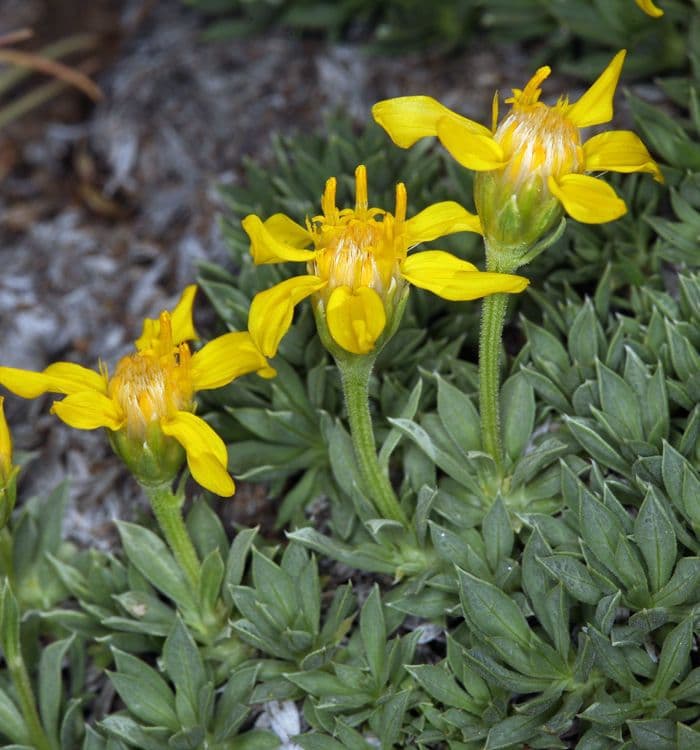 Stenotus acaulis 9