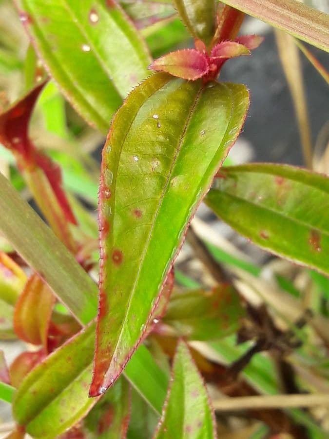 Aciotis purpurascens 10