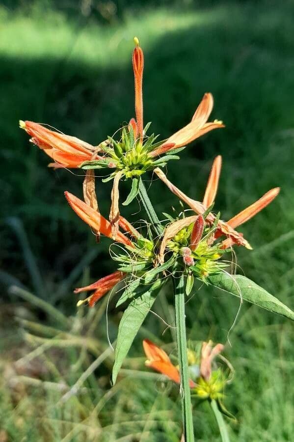 Dicliptera 4