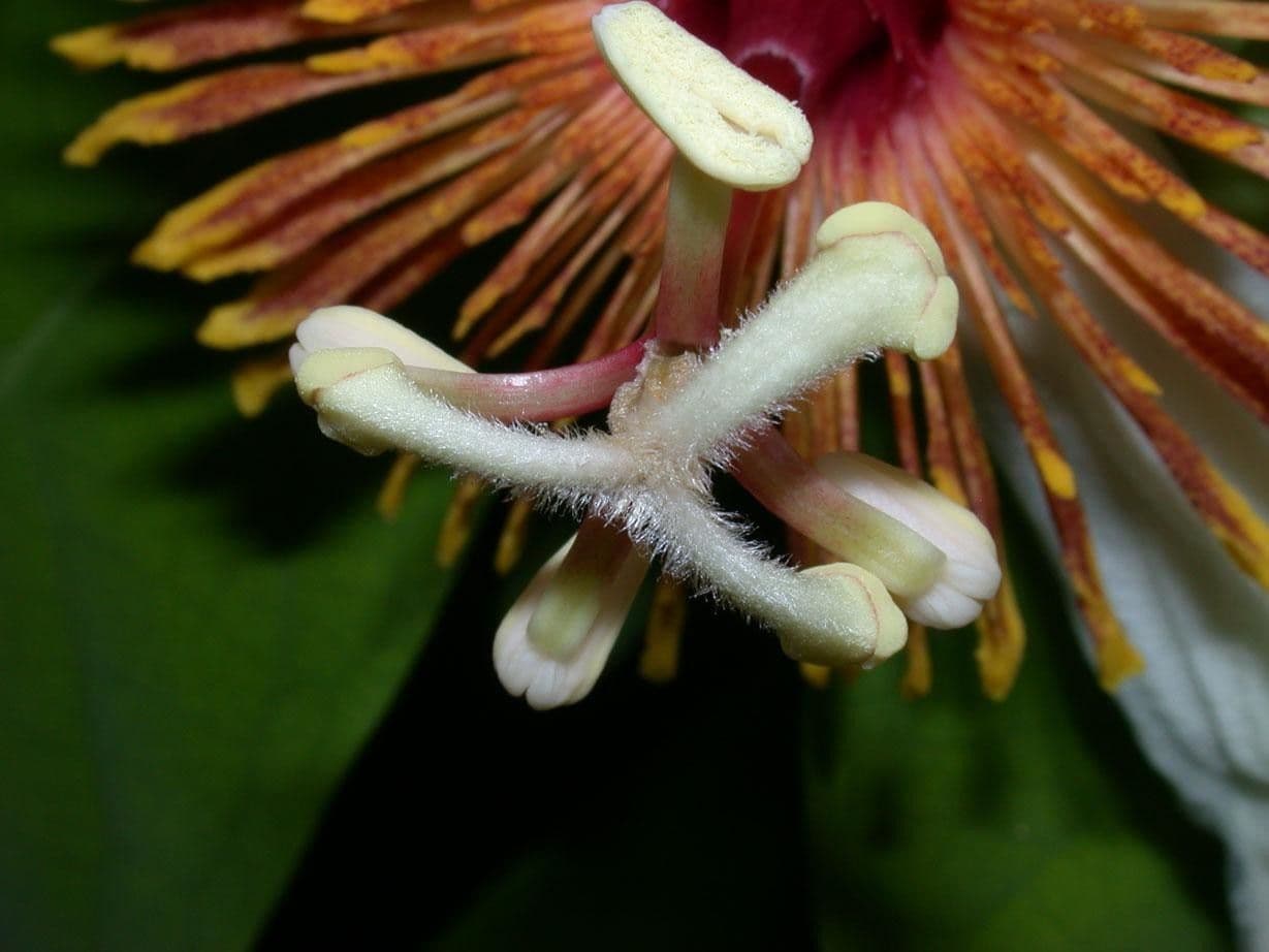 Passiflora 5