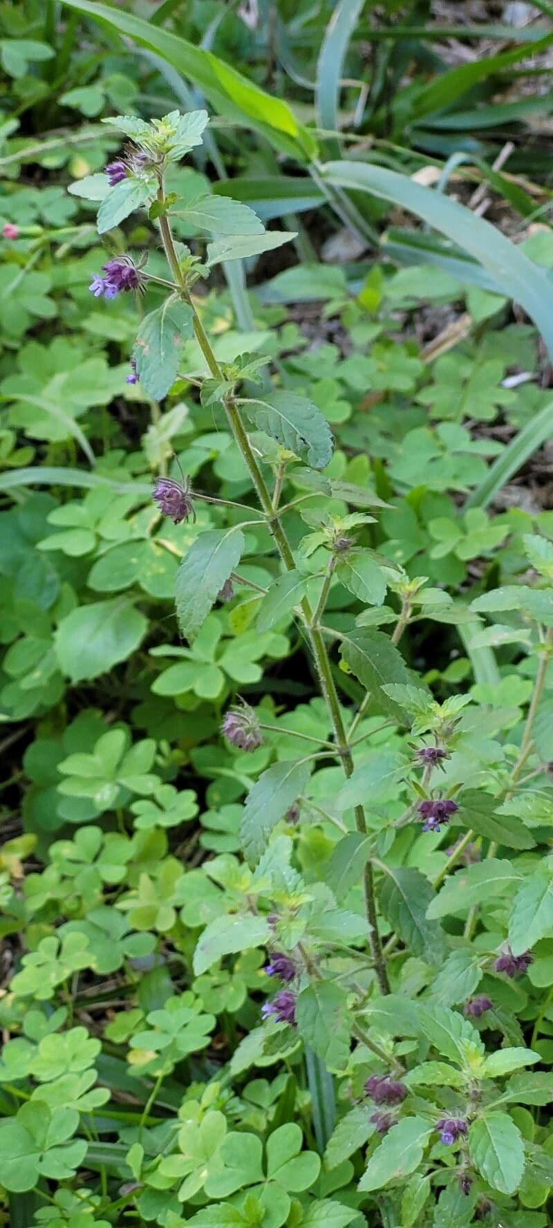 Marsypianthes 15