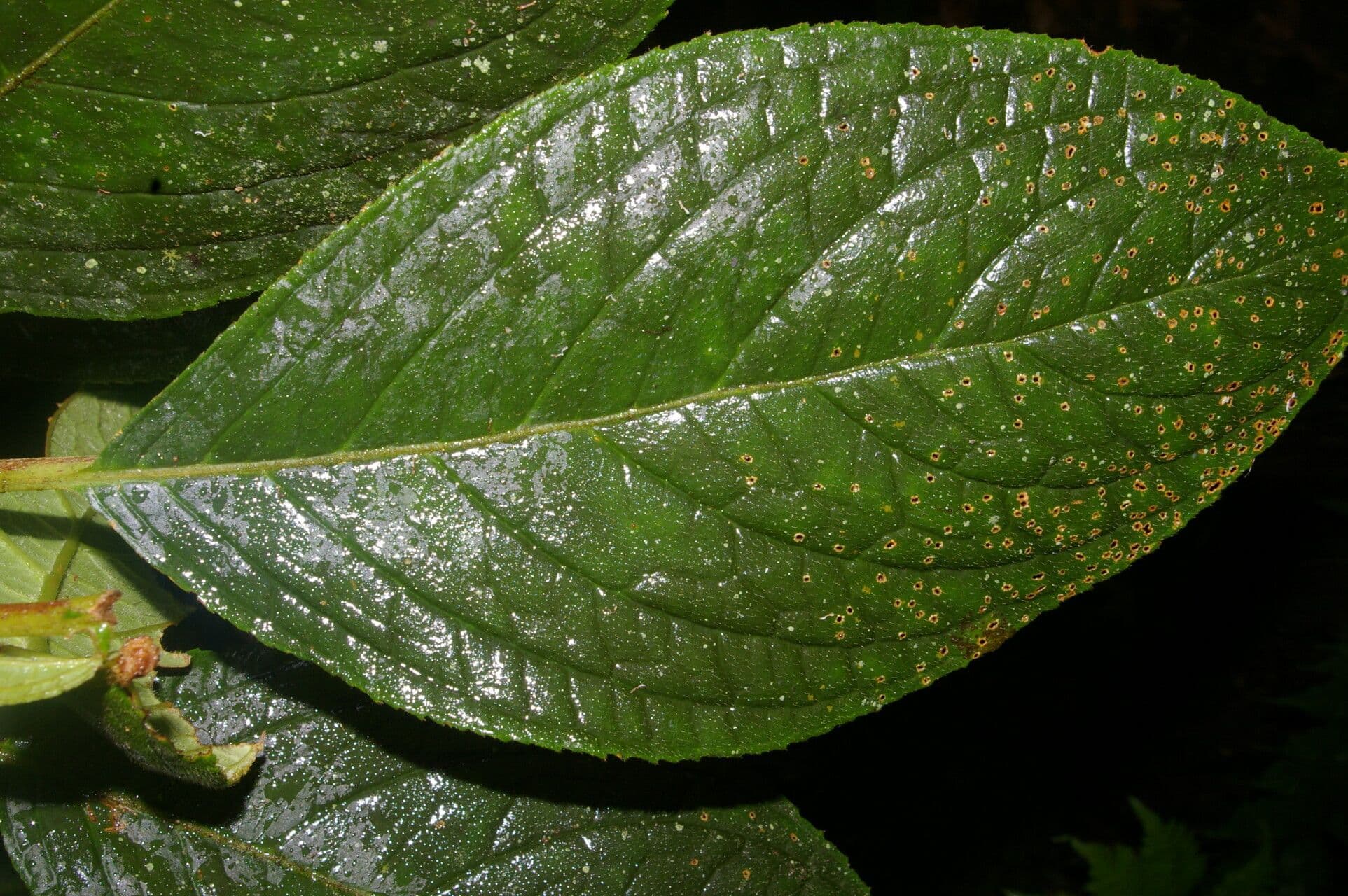 Glossoloma 8