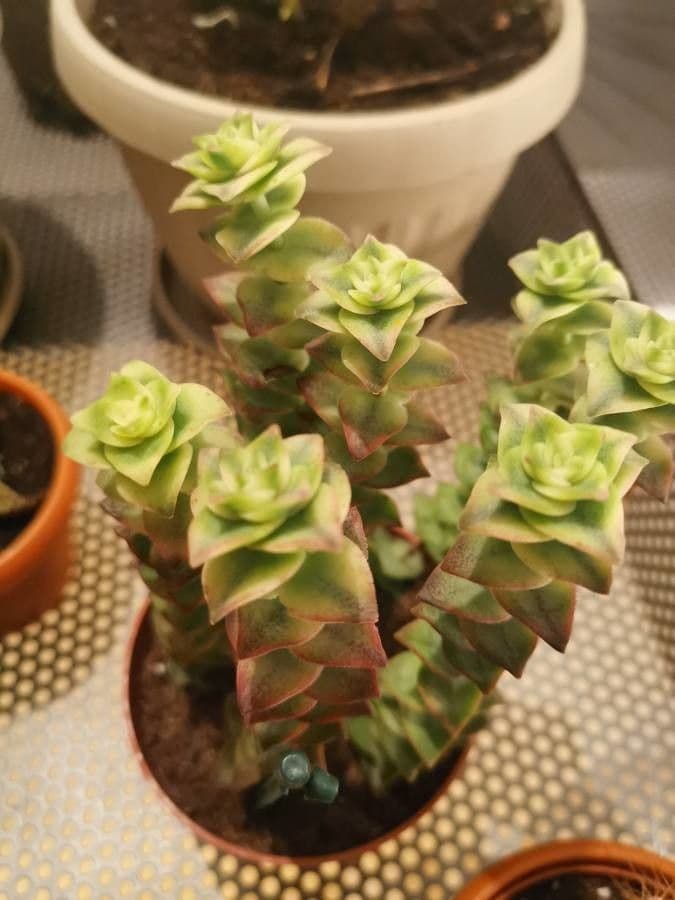 Crassula perforata 13