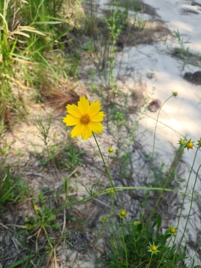Coreopsis pubescens 5