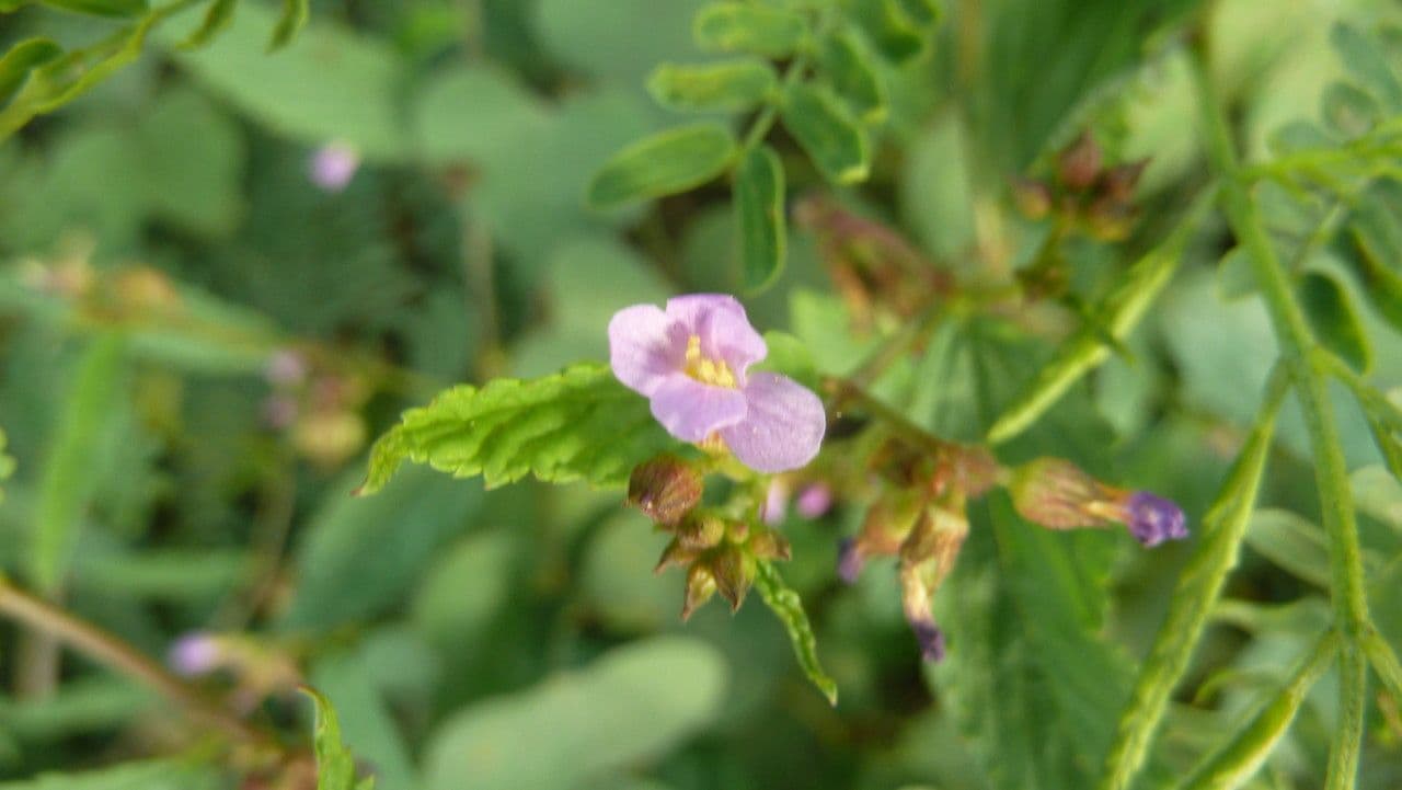 Pyramidenblume 6