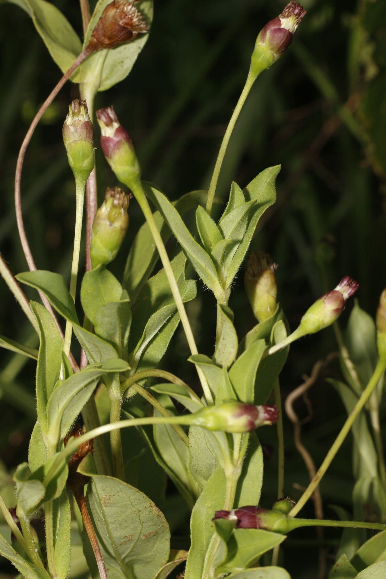 Espejoa 2