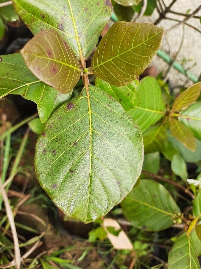 Guettarda scabra 20