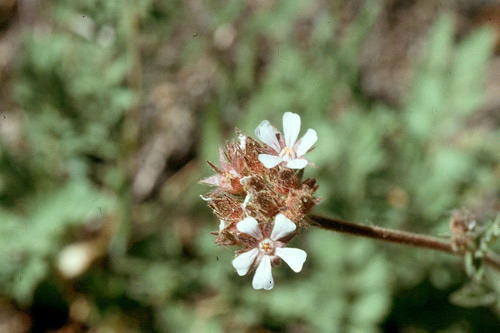 Wald-Horkelia 2