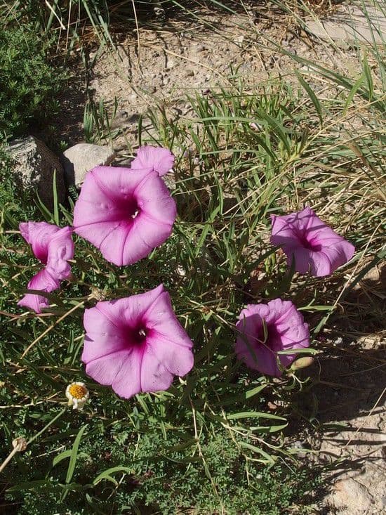 Ipomoea arbustiva 10