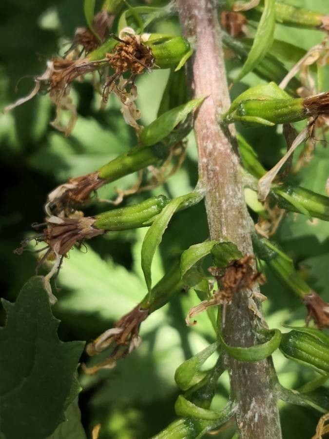 Ligularia