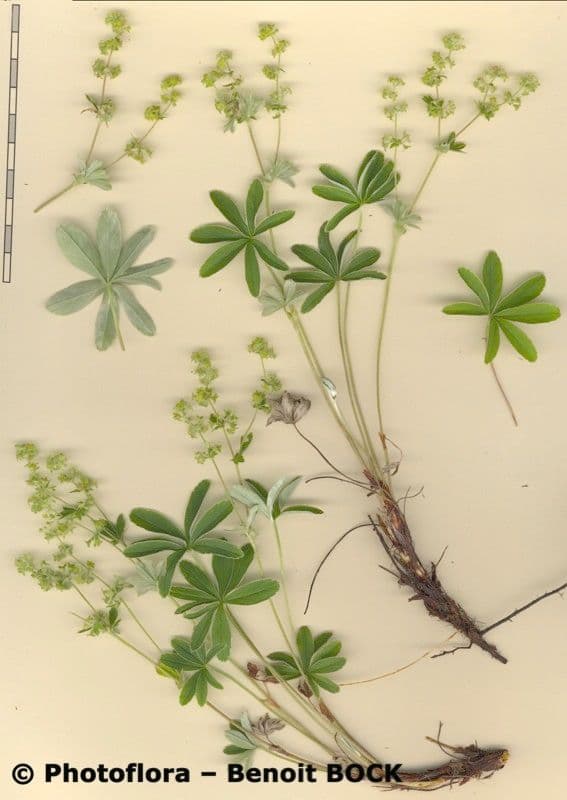 Przytulia blada 12