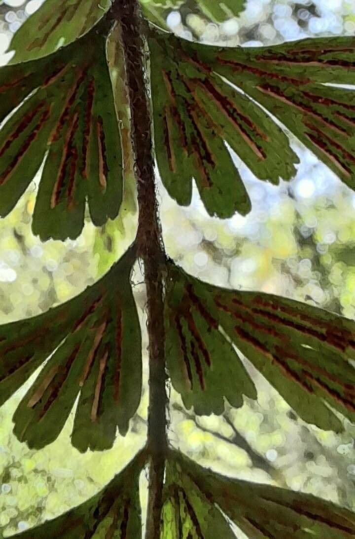 Asplenium praemorsum