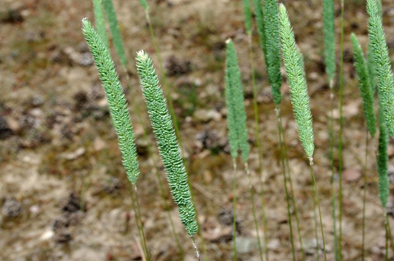 Codolina nuda 10
