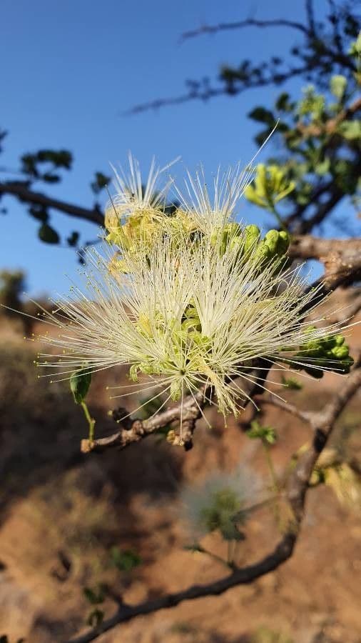 Albizia anthelmintica 3
