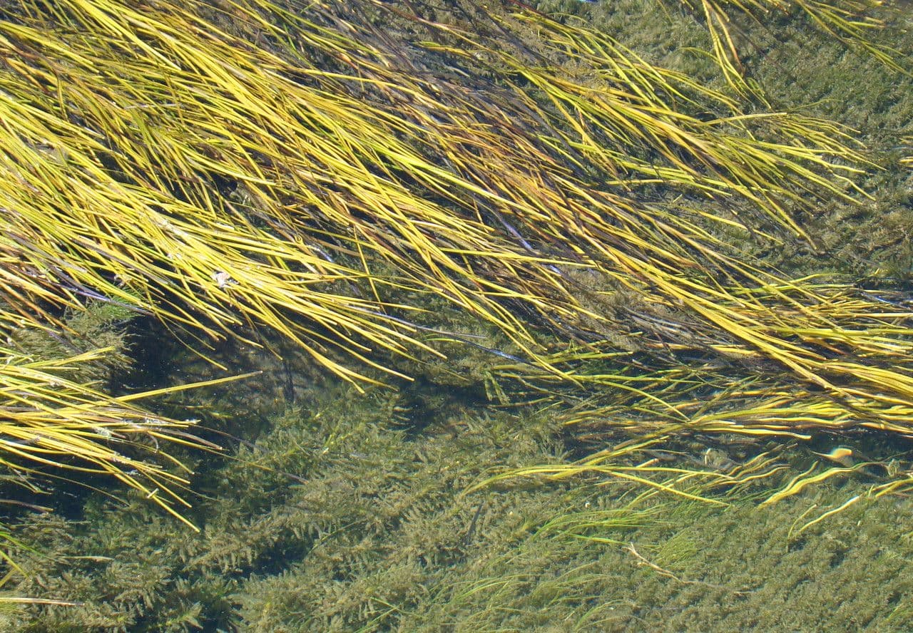 Červnatec hřebenitý 15