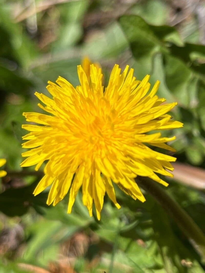 Pusteblume 2