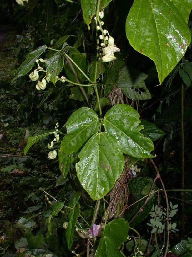 Cochliasanthus 22