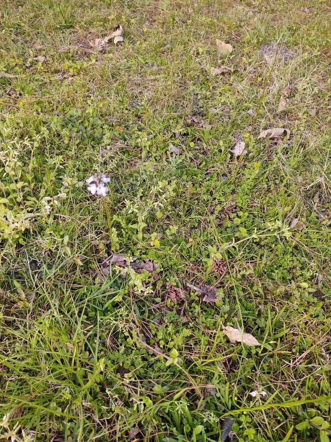 Nuttallanthus floridanus 7