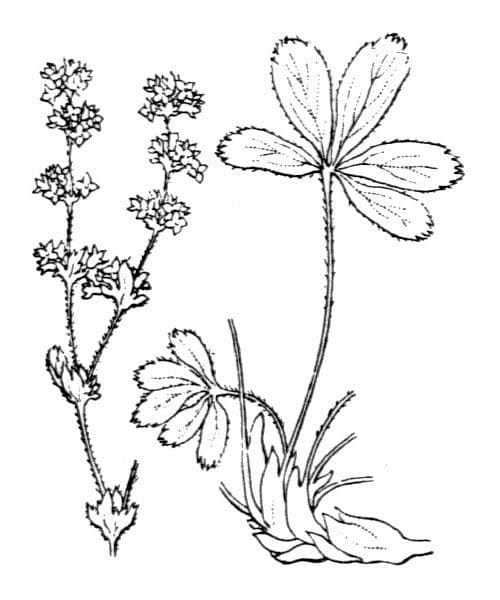 Alchemilla saxatilis 18