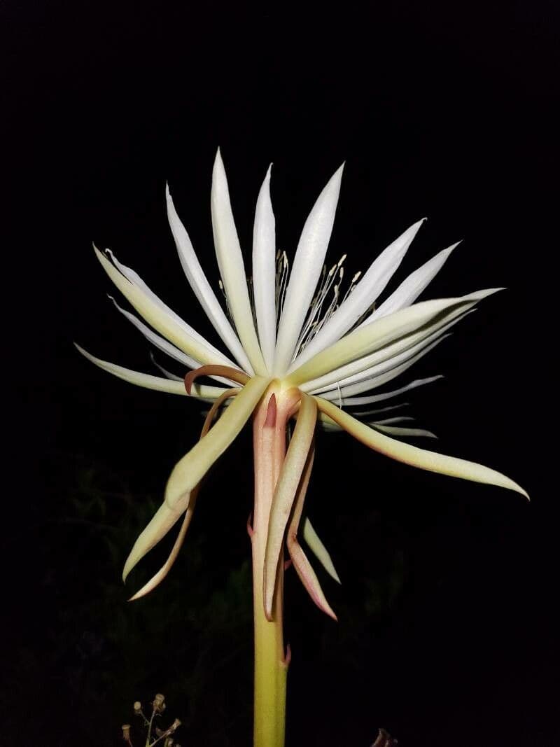 Cactus grimpant 8