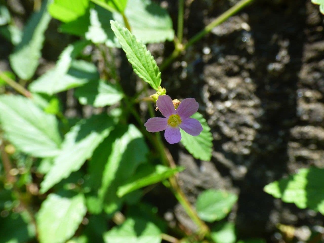 Pyramidenblume 9