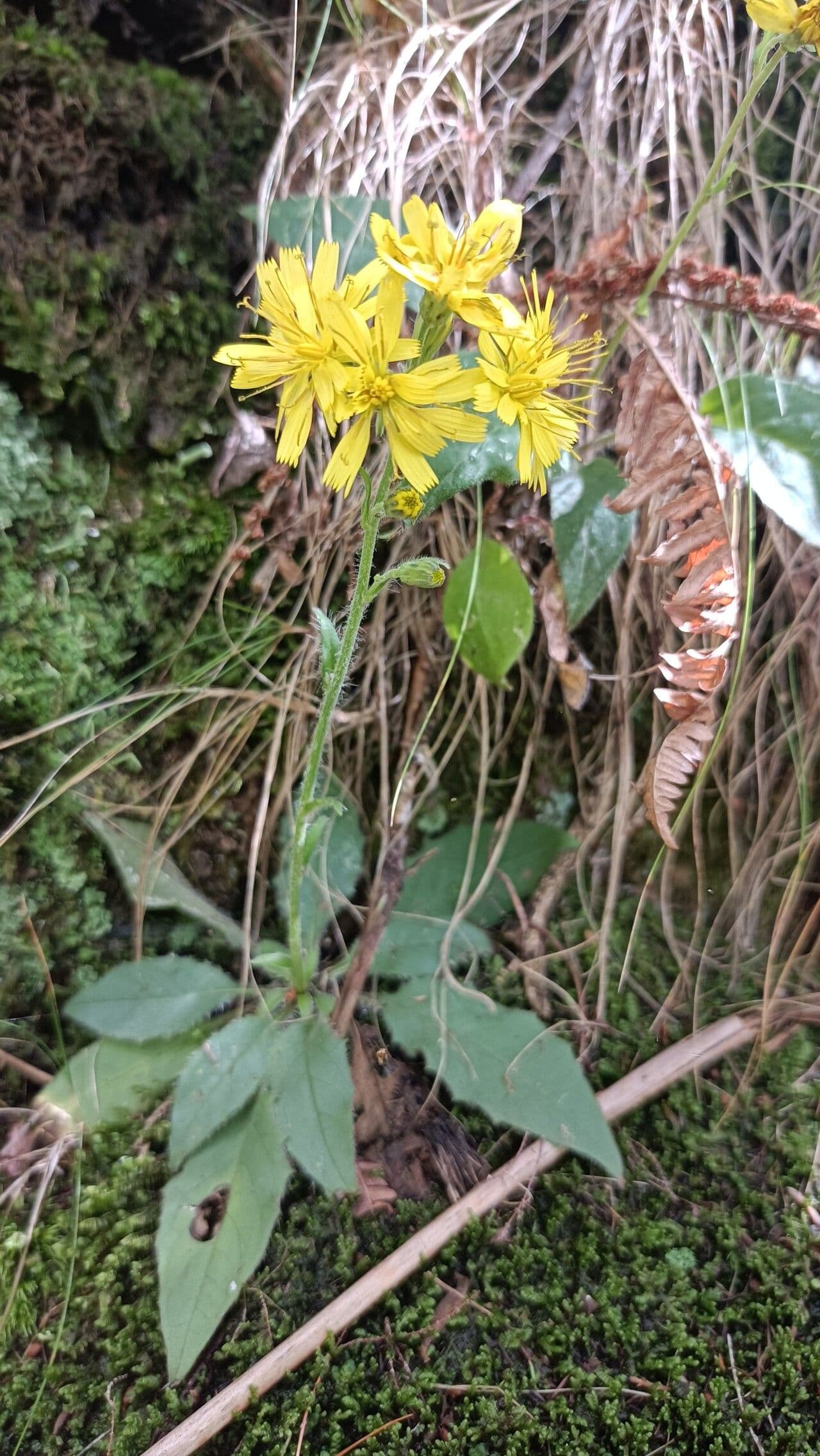 Racemose hawkweed 2