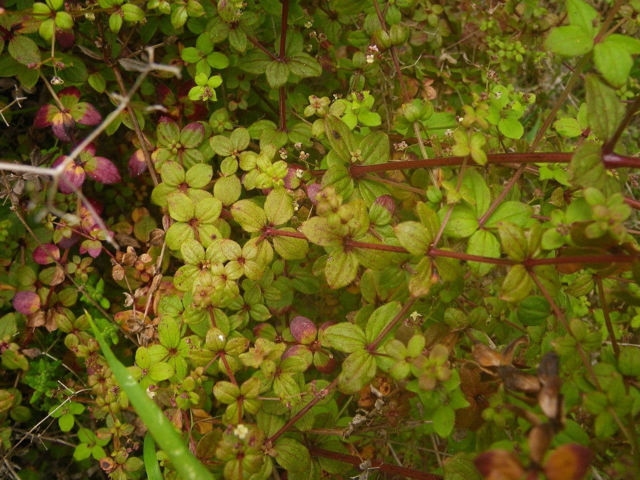Galium 6
