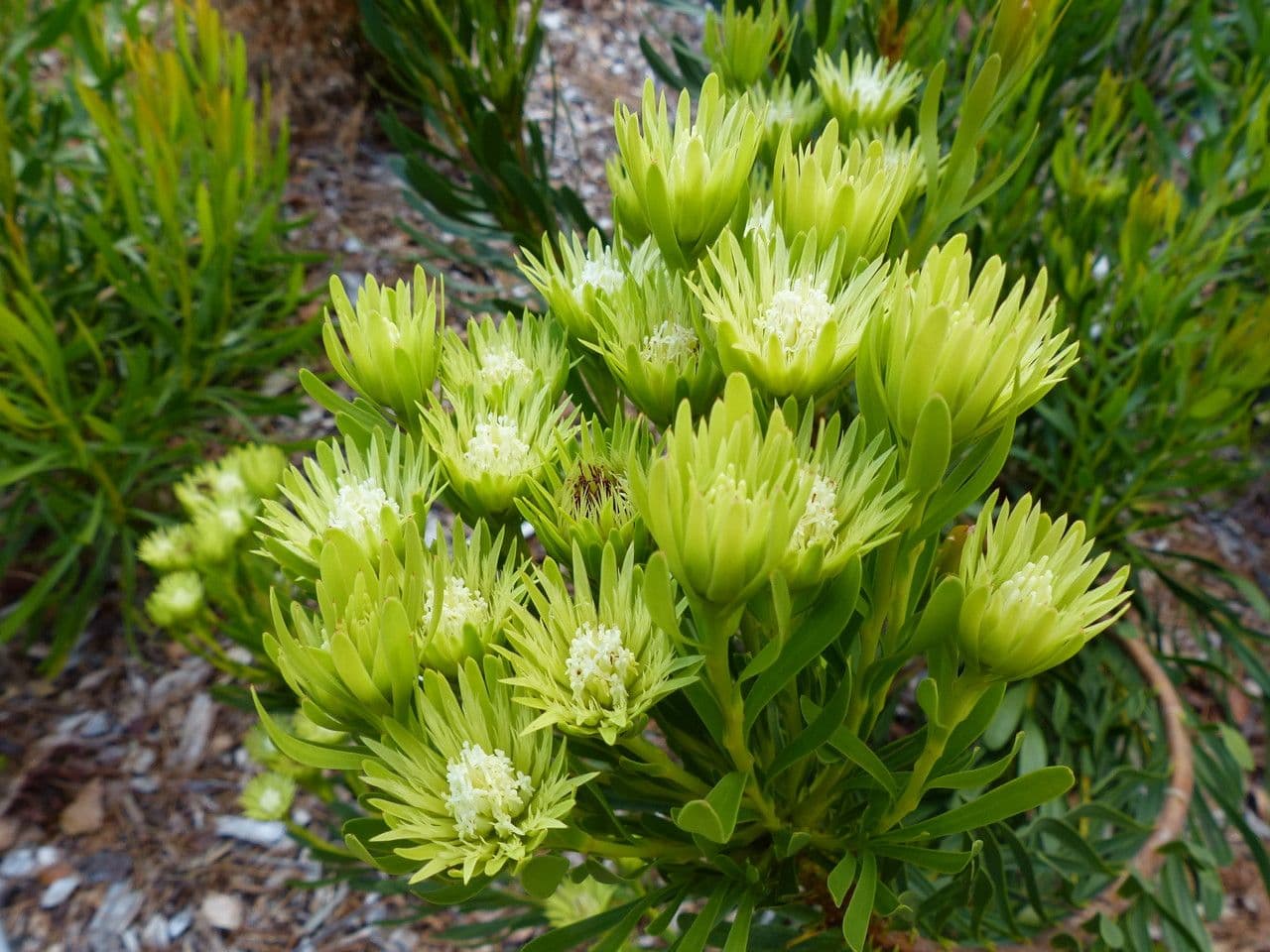 Leucospermum prostrato