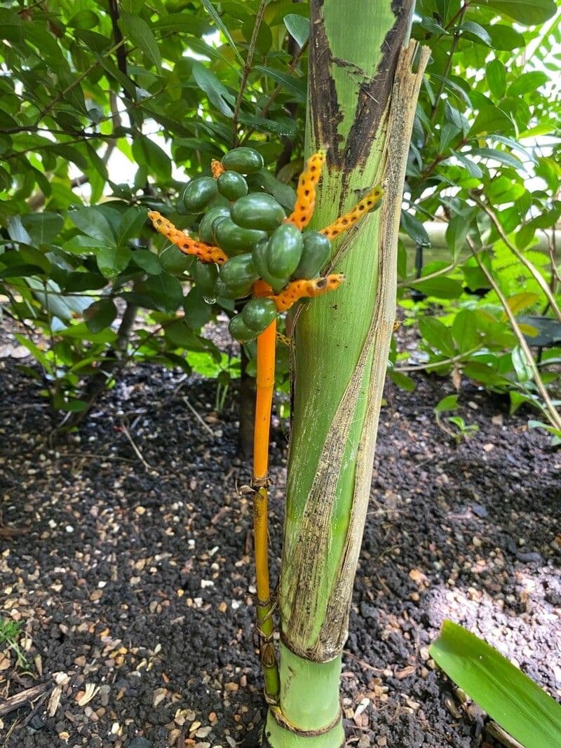 Palma tepejilote 6